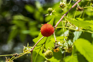 Selective focus shot of a ripe Tibetan raspberry