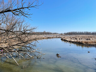 River surrounded by dry vegetation.