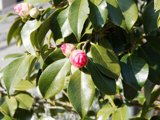 Japanese camellia or rose of winter (Camellia japonica). Flower and buds