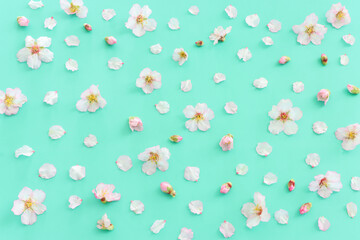 image of spring cherry blossoms tree over mint pastel background