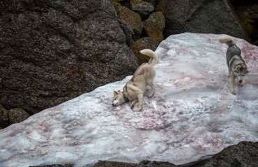 dog in the mountains
