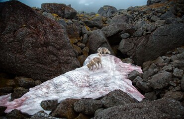 dog in the mountains