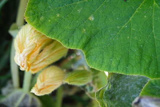 Flower of cucurbit plant under the sun.