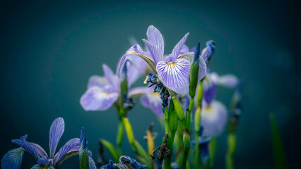 Selective focus of iris flowers with green stems against a blurry blue background