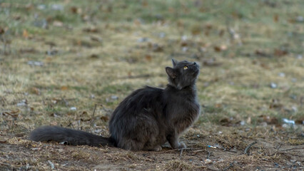 Homeles cat is looking for shelter. Abandoned animal, street cat. The cat is waiting for new owners.