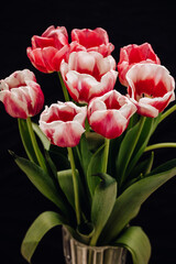 Bouquet with beautiful and fresh pink and white tulips on a black background. Buds of white and pink tulips in a glass vase.
