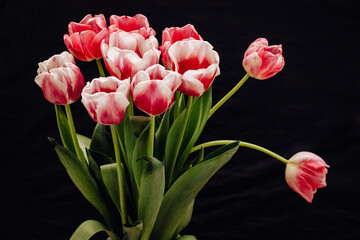 Bouquet with beautiful and fresh pink and white tulips on a black background. Buds of white and pink tulips in a glass vase.
