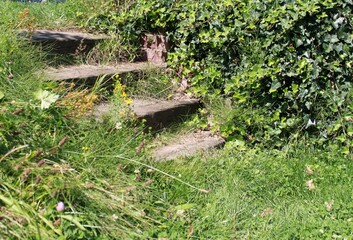 Wooden stairs in garden overgrown with green ivy