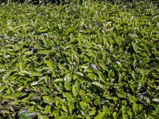 Fresh tea leaves as pattern for natural background