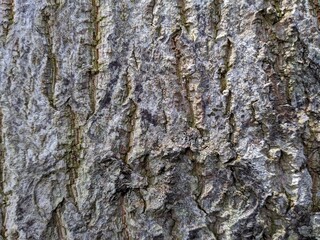 The texture of an old tree bark in a close-up photo for the background, with a bit of sunlight. High quality photos