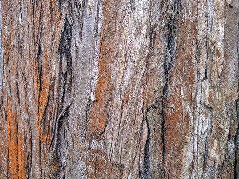 The texture of an old tree bark in a close-up photo for the background, with a bit of sunlight. High quality photos