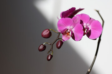 Fototapeta na wymiar close view of beauitful pink orchids in bloom and buds