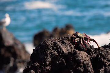 crab on the rock