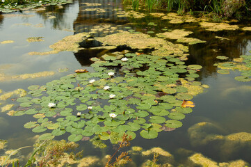 Pond plants in the water.