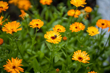 Selective focus shot of blooming calendulas with a fly on one of them - obrazy, fototapety, plakaty
