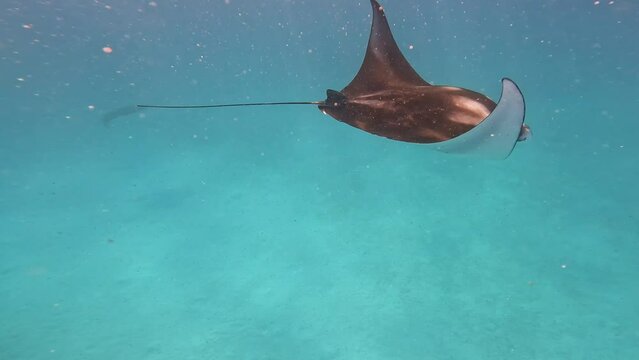 Beautiful Undersea Shot of Manta Ray  in Maldives. Swimming Mobula Alfredi in Indian Ocean. 