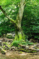 Abgestorbene Buche im Urwald Sababurg