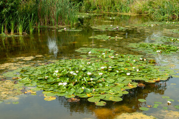 Pond plants in the water.