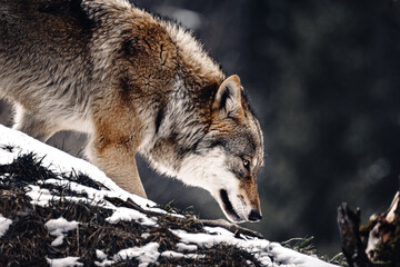 Closeup of a majestic wolf in a snow-covered forest