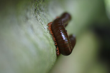 Macro shot of a millipede on the surface of a tree