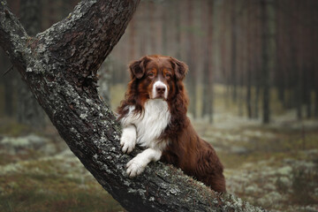 Beautiful australian shepherd dog on a tree trunk