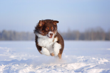 Beautiful fluffy australian shepherd dog running in the snow