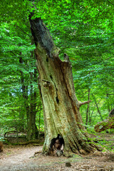 Baumrest einer Eiche im Urwald Sababurg