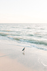 Bird on the beach (color)