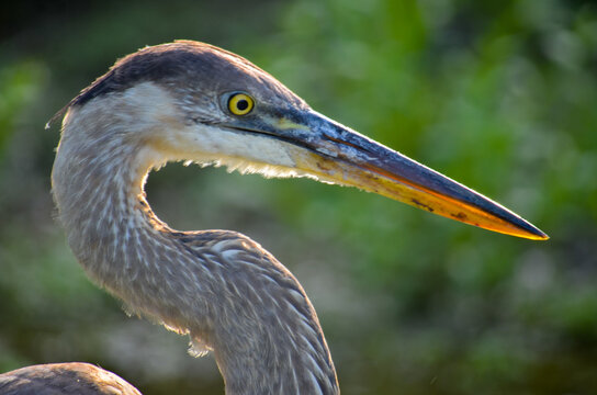 Closeup of a great blue herron