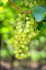 Close up image of harvesting Green grapes with green leaves, fresh fruits.