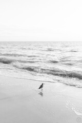 Bird in the sand at the beach