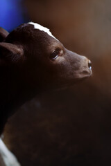 Newborn cow. Young dairy brown-white calf on the farm on a dark background. © alina_kostrytsia