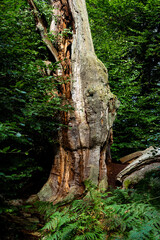 Abgestorbene Eiche im Urwald Sababurg