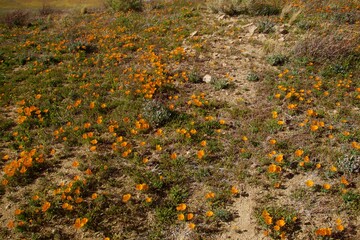 Blooming Poppy flowers with clouds and mountain backgrounds 