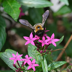 bee on flower