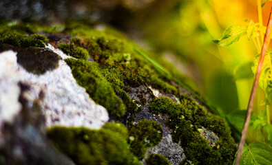 moss on a stone in the wild free nature