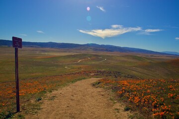 Blooming Poppy flowers with clouds and mountain backgrounds 