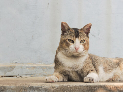 Closeup Shot Of A Angry Brown Cat Looking At Camera While Hanging Outdoors