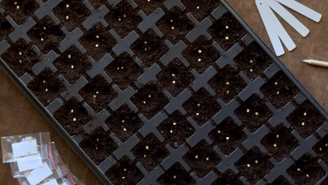 Starting tray for seed germination with freshly planted seeds. Gardening plastic tray with soil top view. Table spin.