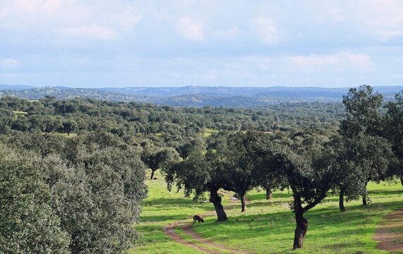 Cerdo ib&eacute;rico en la dehesa de Extremadura buscando bellotas de las encinas. Cerdos en oto&ntilde;o en la &eacute;poca denominada en espa&ntilde;ol "montanera", cuando se alimentan de forma natural. Extremadura, Espa&ntilde;a.