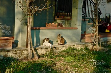 Gatti che si godono il sole nel giardino di una residenza storica nel territorio del Chianti. Greve...