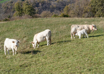 Fototapeta na wymiar Cows grazing on pasture.White cow farm in nature field in summer
