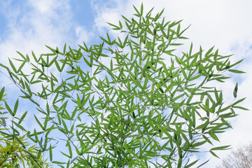 Bamboo leaves landscape on blue sky background