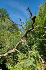 Umgestürzter Baum im Urwald Sababurg