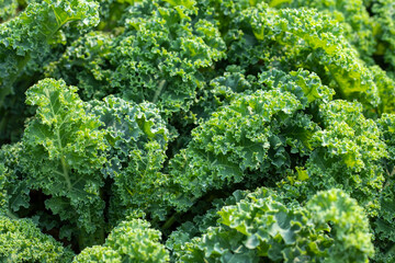 Raw green kale leaves, natural food background