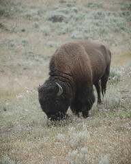 Vertical closeup shot of the bison grazing in a green meadow © Luis Perez/Wirestock Creators
