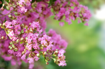 Bright flowers of spring lilac bush. Spring lilac flowers close-up on a blurred background.