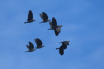 Stormo di Taccole (Corvus monedula) in volo su sfondo cielo