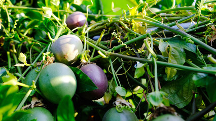 Many green and purple passion fruits on vine, healthy living, fresh, vitamin c, antioxidant, 