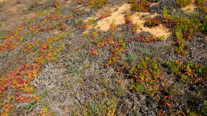 Blüte im Frühling in Portugal, Algarve